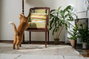 Ways To Stop Your Cat From Scratching The Furniture